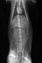 Cat XRay abdomen with bowel obstruction