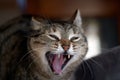 A cat yawn Royalty Free Stock Photo