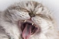 Cat yawn Royalty Free Stock Photo