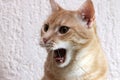 Cat yawn Royalty Free Stock Photo