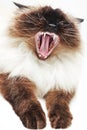 Cat yawning Royalty Free Stock Photo