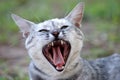Cat yawning Royalty Free Stock Photo