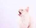 Cat yawning Royalty Free Stock Photo