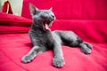 Cat yawning Royalty Free Stock Photo