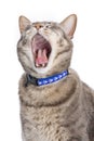 Cat yawning Royalty Free Stock Photo