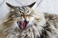 Cat yawning, adorable long haired kitten in the garden, brown ta Royalty Free Stock Photo