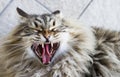 Cat yawning, adorable long haired kitten in the garden, brown ta Royalty Free Stock Photo