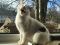 Cat yawning