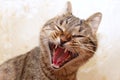 Cat yawning face Royalty Free Stock Photo