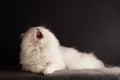Cat yawning Royalty Free Stock Photo