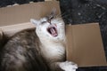 A cat is yawning in front of you