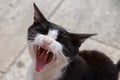 Cat yawning and showing teeth