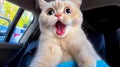 A cat yawning while sitting in the back seat of a car Royalty Free Stock Photo