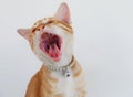 Cat yawn Royalty Free Stock Photo