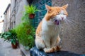 Cat yawning on a Vespa