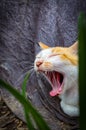 a cat yawning Royalty Free Stock Photo