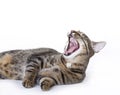Cat yawning, yelling or laughing Royalty Free Stock Photo