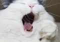 Cat yawns Royalty Free Stock Photo