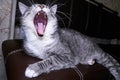 Cat yawns close-up on the couch. Macro photo throat, tongue and teeth. Cat`s mouth wide open. Anatomy of the jaw feline Royalty Free Stock Photo