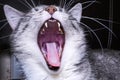 Cat yawns. The open mouth of a pet. Teeth, palate and cat tongue close-up. Open mouth of the animal with anatomical details