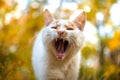 The cat yawns towards the camera on an orange autumn background Royalty Free Stock Photo