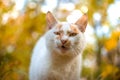 The cat yawns towards the camera on an orange autumn background Royalty Free Stock Photo