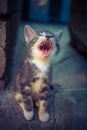 Cat Yawns. Yawning Widely Kitten Sitting On The Stone Floor. Meowing Kitty Portrait. Funny Pets. Cute Domestic Animals