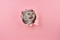 Cat yelling in a hole in the pink cardboard, concept of animal behavior