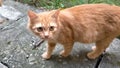 Cat with yellow brown colour playing in the park