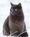 A cat with yellow eyes is sitting in the snow Royalty Free Stock Photo