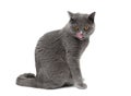 Cat with yellow eyes sitting on a white background