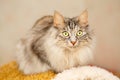 Cat with yellow eyes Royalty Free Stock Photo