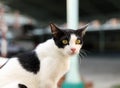 Cat with yellow eyes on the wall Royalty Free Stock Photo