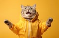 A cat in a yellow hoodie looks up at a yellow background