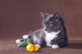 Cat with yellow tulip on brown background