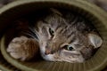 Cat in a yoga mat Royalty Free Stock Photo