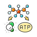 catabolism biochemistry color icon vector illustration