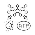 catabolism biochemistry line icon vector illustration