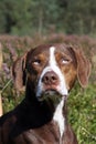 Catahoula leopard dog