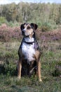 catahoula leopard dog