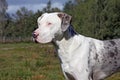 Catahoula leopard dog