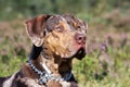 Catahoula leopard dog