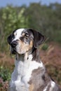 Catahoula leopard dog Royalty Free Stock Photo