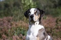 Catahoula leopard dog