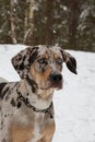 Catahoula Leopard Dog