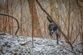 Catahoula Leopard Dog Hunting in the snow