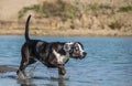 Catahoula Leopard Dog is going in water.