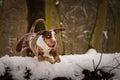 Catahoula Leopard Dog is jumping over the log.