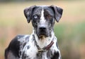 Catahoula Leopard Dog and Pointer mix breed dog with one blue eye outside on a leash Royalty Free Stock Photo