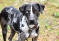 Catahoula Leopard Dog and Pointer mix breed dog with one blue eye outside on a leash Royalty Free Stock Photo